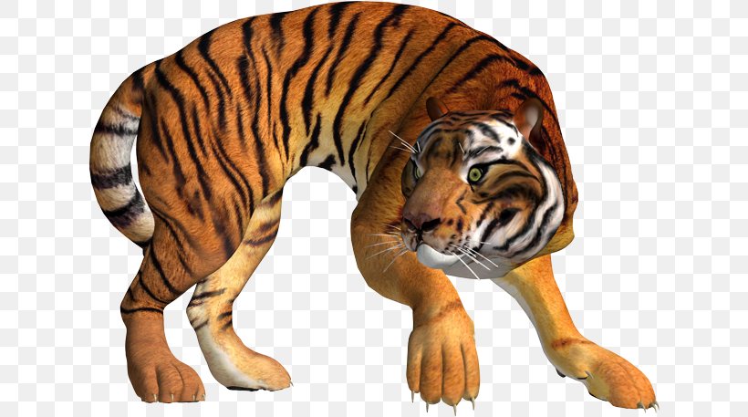 Tiger Lion Leopard Cat, PNG, 626x457px, Tiger, Animal, Animation, Big Cats, Carnivoran Download Free