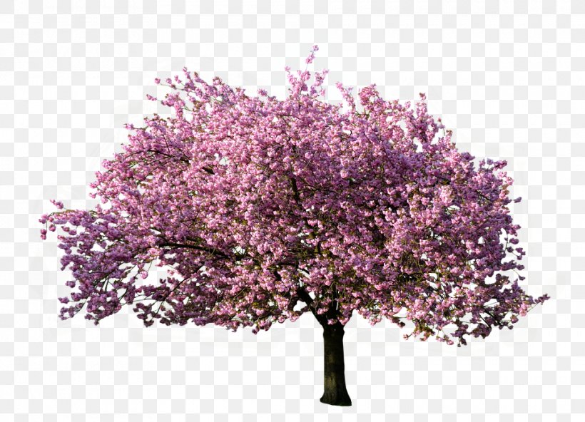 Tree Magnolia, PNG, 960x694px, Tree, Blossom, Branch, Cherry Blossom