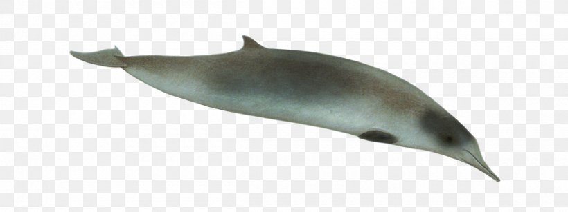 Tucuxi Common Bottlenose Dolphin Porpoise Northern Bottlenose Whale, PNG, 2400x900px, Tucuxi, Animal, Animal Figure, Beak, Bottlenose Dolphin Download Free