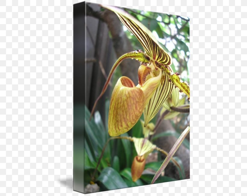 Flowering Plant Plant Stem, PNG, 452x650px, Flower, Flora, Flowering Plant, Plant, Plant Stem Download Free