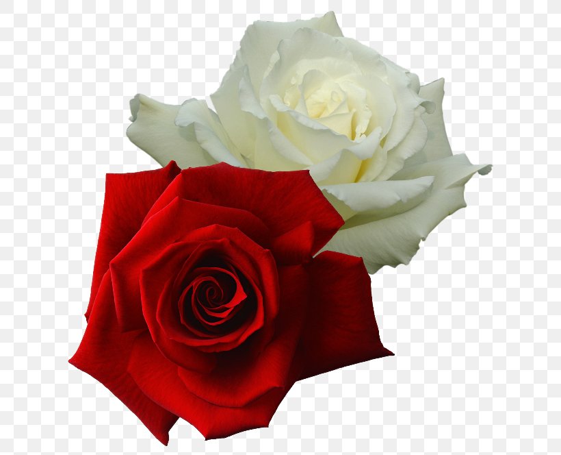 Garden Roses White Rose Of York Red Damask Rose, PNG, 650x664px, Garden Roses, Cut Flowers, Damask Rose, Floribunda, Flower Download Free