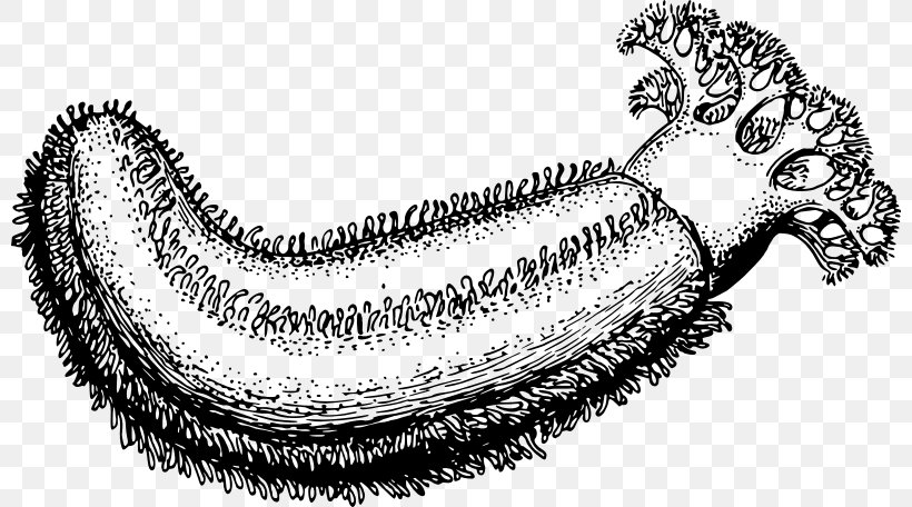 Sea Cucumber Drawing Clip Art, PNG, 800x456px, Sea Cucumber, Animal, Artwork, Black And White, Crinoid Download Free