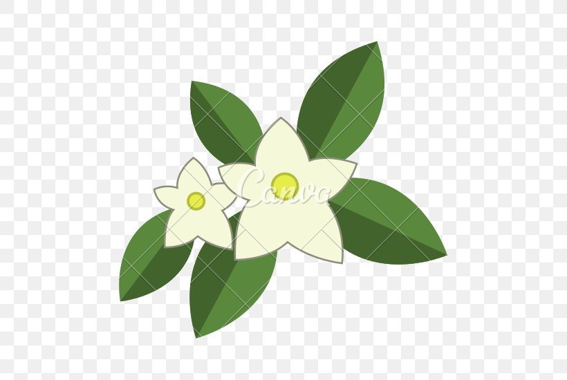 Arabian Jasmine Flower, PNG, 550x550px, Arabian Jasmine, Drawing, Flora, Flower, Flowering Plant Download Free