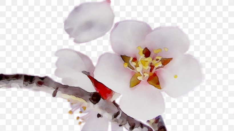 Moth Orchids ST.AU.150 MIN.V.UNC.NR AD Cherry Blossom Cut Flowers, PNG, 1146x645px, Moth Orchids, Blossom, Branch, Cherries, Cherry Blossom Download Free