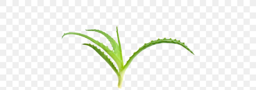 Aloe Vera Plant Stem Medicinal Plants Stock Photography, PNG, 480x290px, Aloe Vera, Aloe, Commodity, Grass, Grass Family Download Free