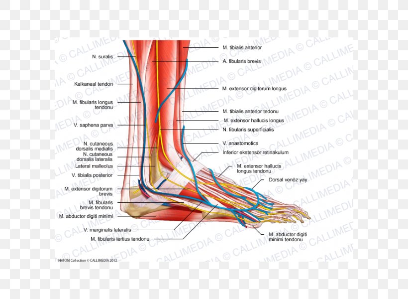 Foot Nerve Human Anatomy Muscle, PNG, 600x600px, Watercolor, Cartoon, Flower, Frame, Heart Download Free