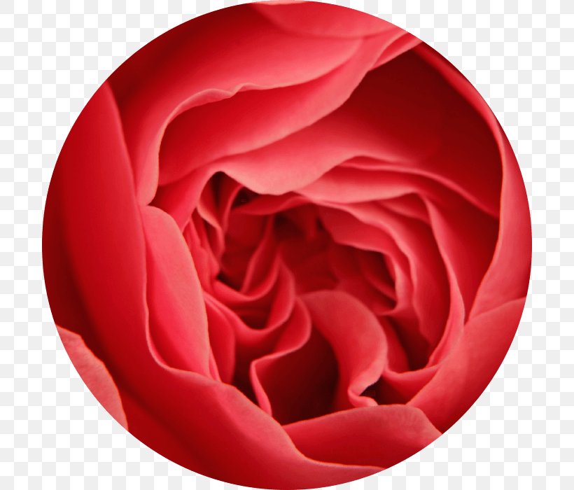 Garden Roses 3SBio Inc. Cabbage Rose Exenatide Glucagon-like Peptide-1 Receptor Agonist, PNG, 700x700px, Garden Roses, Agonist, Blood Sugar, Cabbage Rose, Close Up Download Free