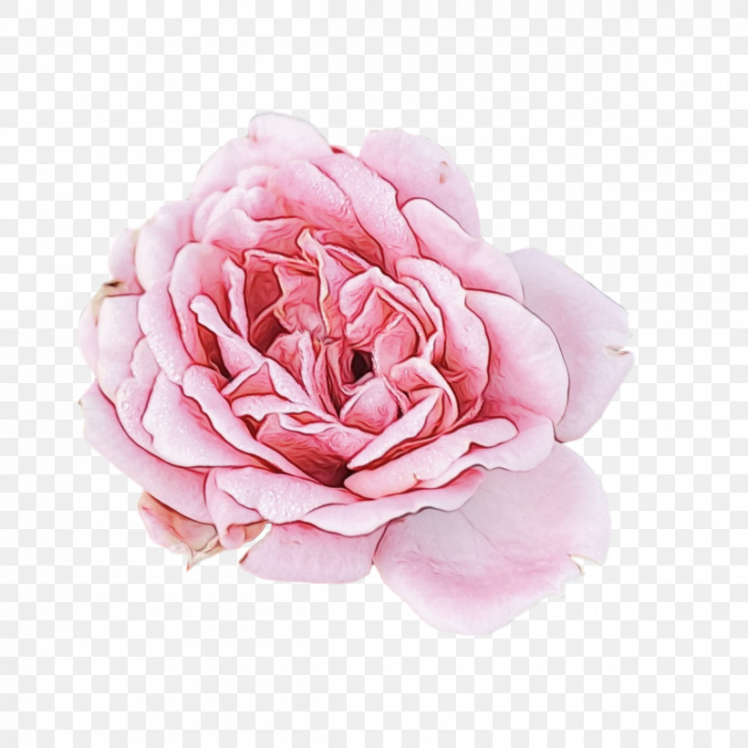 Garden Roses, PNG, 1200x1200px, Watercolor, Artificial Flower, Cabbage Rose, Cut Flowers, Flower Download Free