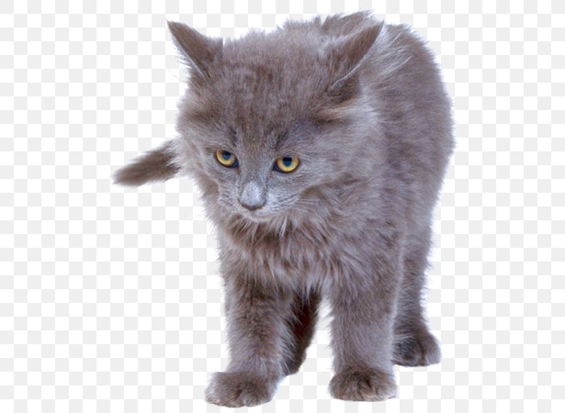 Kitten British Semi-longhair Nebelung Whiskers Chartreux, PNG, 520x600px, Kitten, Animal, Asian Semi Longhair, Blog, British Semi Longhair Download Free