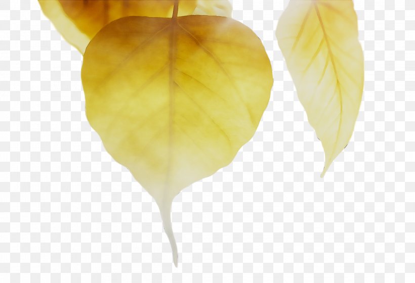 Leaf, PNG, 2194x1500px, Leaf, Feather, Flower, Plant, Yellow Download Free