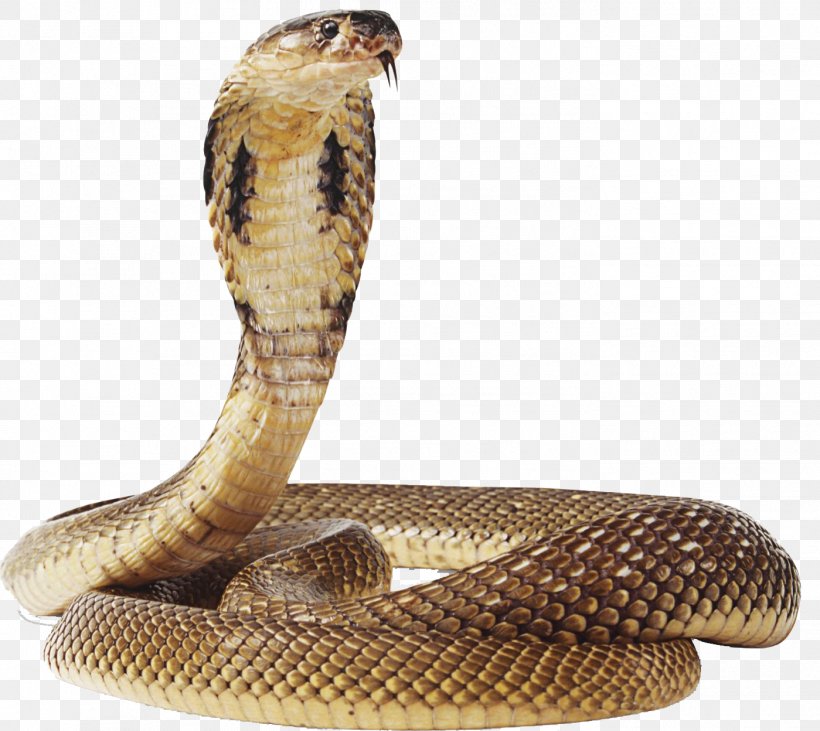 Snake Green Anaconda, PNG, 1399x1248px, Snake, Anaconda, Cobra, Colubridae, Elapidae Download Free