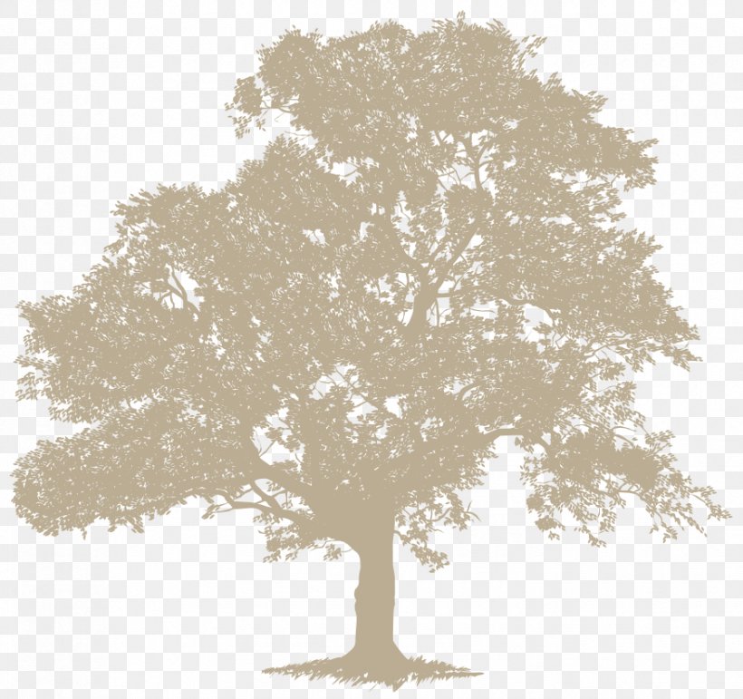 Stock Photography Tree Desktop Wallpaper Deciduous English Oak, PNG, 877x825px, Stock Photography, Black And White, Branch, Color, Deciduous Download Free