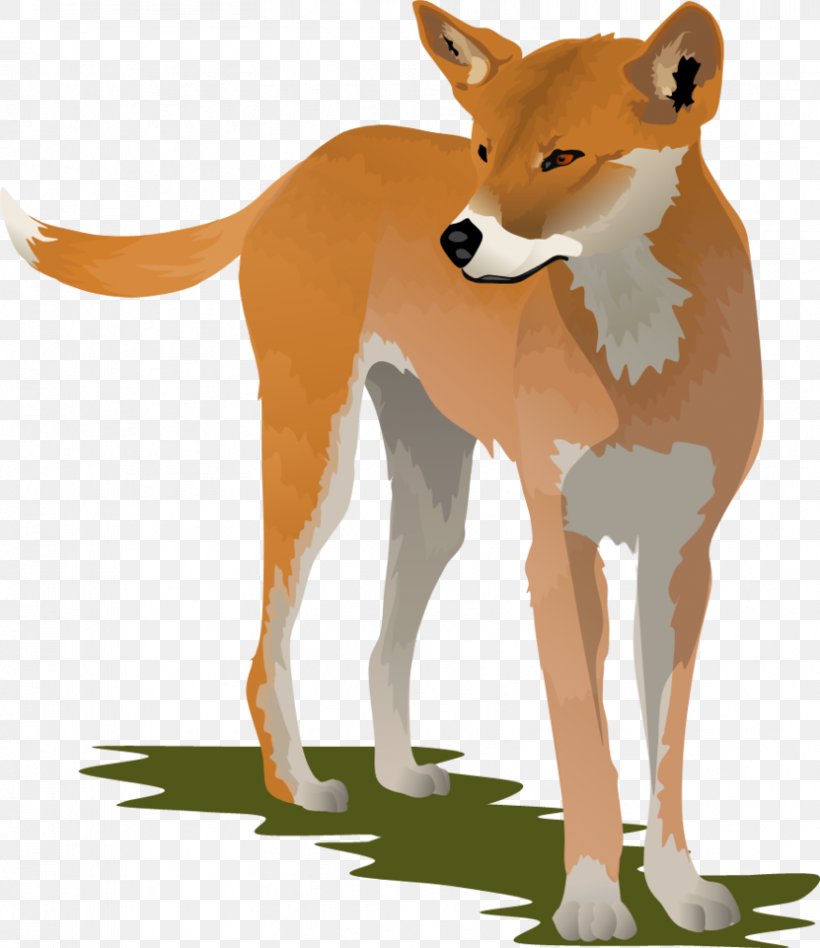 Dingo Dog Clip Art, PNG, 831x961px, Dingo, Animation, Carnivoran, Cartoon, Dhole Download Free