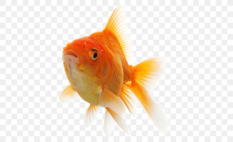 Goldfish Feeder Fish, PNG, 500x500px, Goldfish, Bony Fish, Close Up, Feeder Fish, Fin Download Free