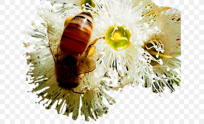 Honey Bee Jarrah Eucalyptus Honey, PNG, 634x500px, Honey Bee, Arthropod, Australia, Bee, Black Locust Download Free