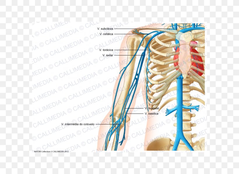 Jugular Vein Human Anatomy Circulatory System, PNG, 600x600px, Watercolor, Cartoon, Flower, Frame, Heart Download Free