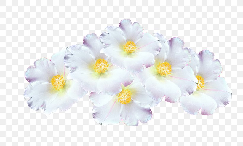 Primrose, PNG, 744x492px, Primrose, Flower, Flowering Plant, Petal, Plant Download Free