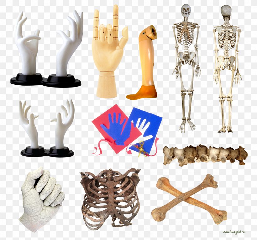 Finger Mannequin, PNG, 2399x2247px, Finger, Arm, Bone, Hand, Joint Download Free