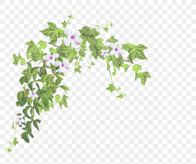 Ivy, PNG, 1280x1068px, Flower, Herb, Ivy, Ivy Family, Leaf Download Free
