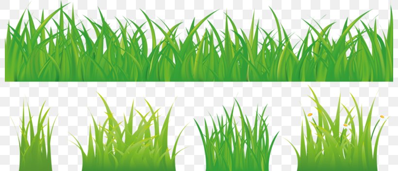 Royalty-free Stock Photography Stock Illustration Illustration, PNG, 800x353px, Royaltyfree, Chrysopogon Zizanioides, Commodity, Drawing, Grass Download Free