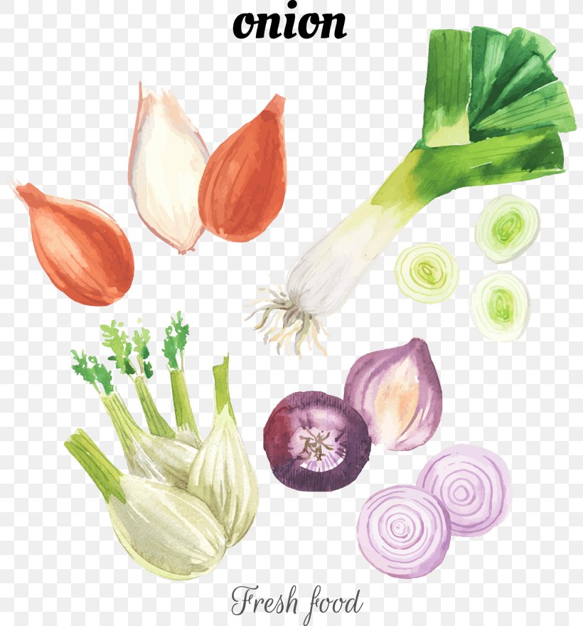 Shallots Vector Graphics Watercolor Painting Stock Photography Royalty-free, PNG, 803x880px, Shallots, Allium, Botany, Drawing, Flower Download Free