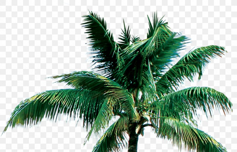 Tree Coconut Arecaceae, PNG, 975x630px, Tree, Arecaceae, Arecales, Attalea Speciosa, Christmas Tree Download Free