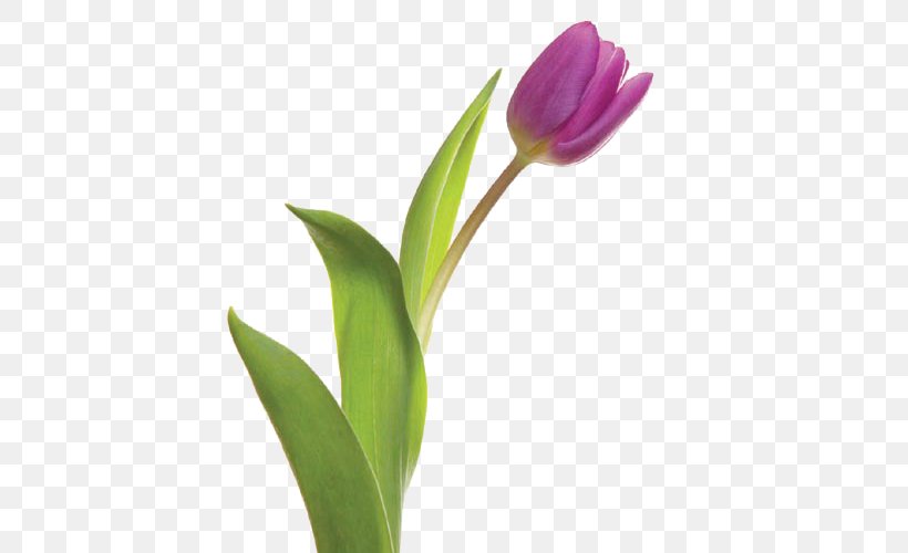 Tulip Cut Flowers Plant Stem, PNG, 500x500px, Tulip, Arumlily, Bud, Cut Flowers, Flower Download Free