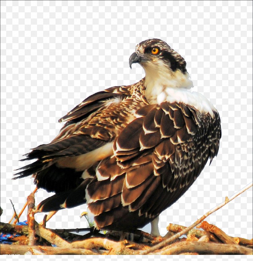 Bird Eagle Hawk Computer File, PNG, 990x1024px, Bird, Accipitriformes, Animal, Bald Eagle, Beak Download Free
