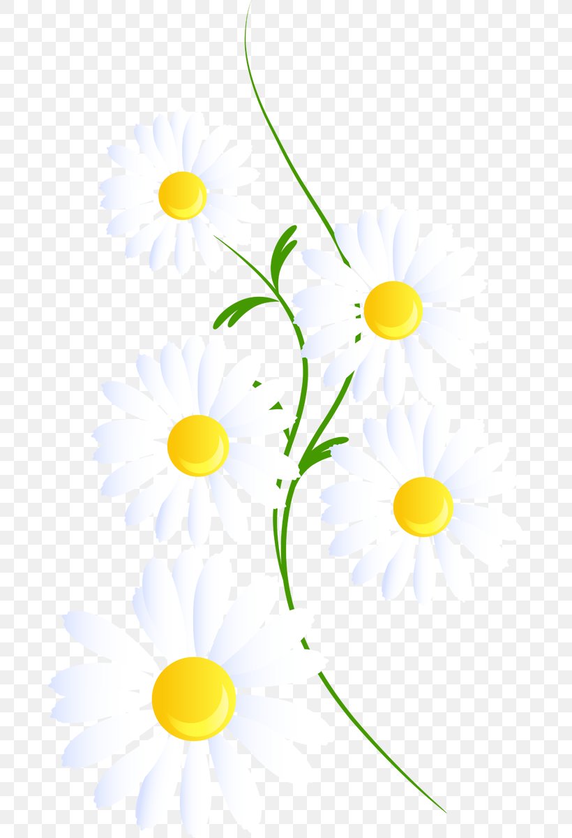 Clip Art Common Daisy Borders And Frames Desktop Wallpaper, PNG, 681x1200px, Common Daisy, Art, Borders And Frames, Botany, Camomile Download Free