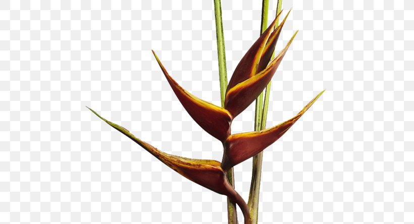 Heliconia Bihai Bird Of Paradise Flower Heliconia Collinsiana False Bird Of Paradise, PNG, 570x444px, Heliconia Bihai, Bird Of Paradise Flower, Chocolate, Cut Flowers, False Bird Of Paradise Download Free