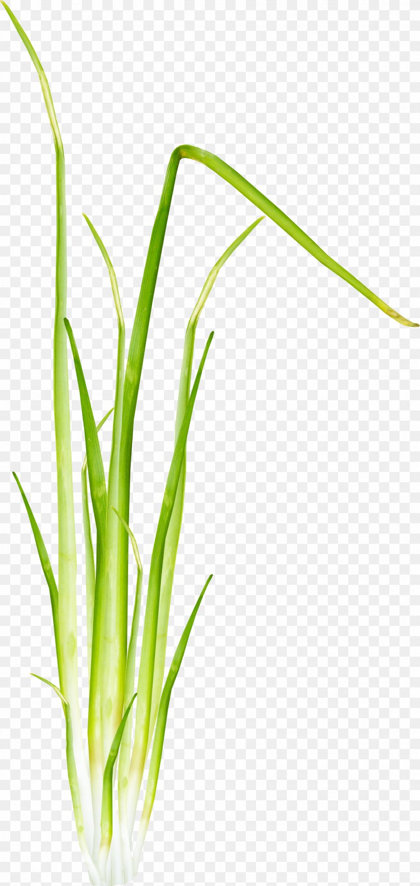 Welsh Onion Psd Vector Graphics Clip Art, PNG, 1764x3717px, Welsh Onion, Allium, Amaryllis Family, Barley, Chives Download Free
