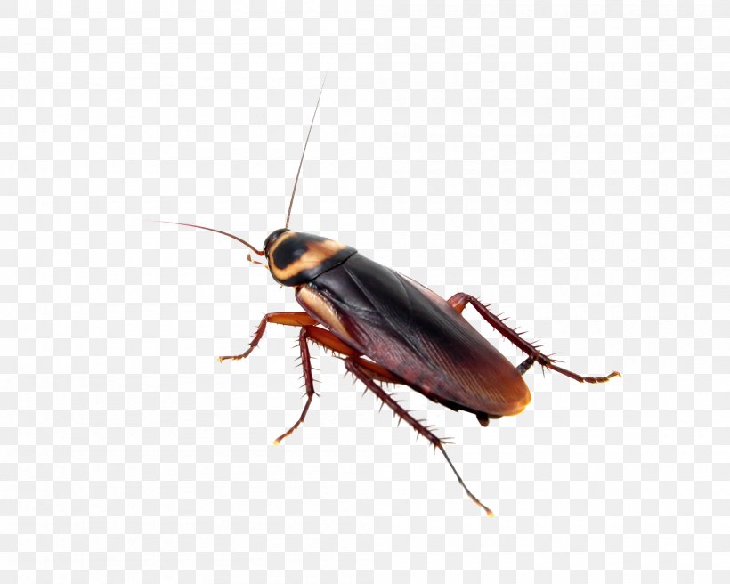 Insect Cockroach Mosquito Pest Control Bed Bug, PNG, 2000x1600px, Insect, Arthropod, Bed Bug, Bed Bug Control Techniques, Beetle Download Free