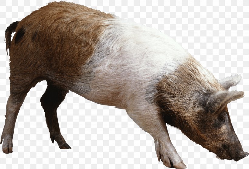 Domestic Pig Clip Art, PNG, 3548x2408px, Wild Boar, Domestic Pig, Fauna, Fur, Hogs And Pigs Download Free
