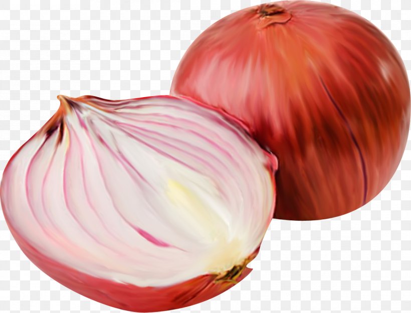 Onion Vegetable Gratis, PNG, 1166x889px, Onion, Albom, Chinese Cabbage, Food, Gratis Download Free