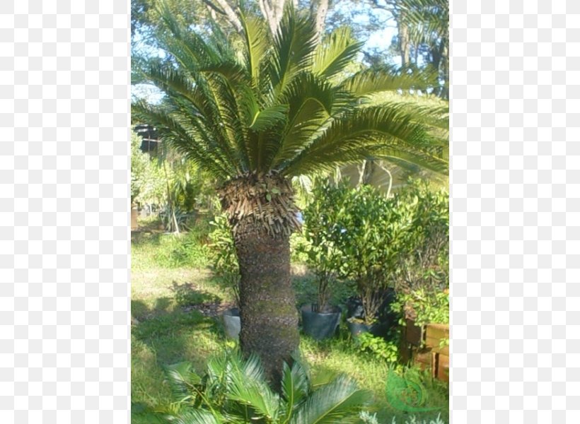 Babassu Plant Community Vegetation Oil Palms Vascular Plant, PNG, 600x600px, Babassu, Arecaceae, Arecales, Attalea, Attalea Speciosa Download Free