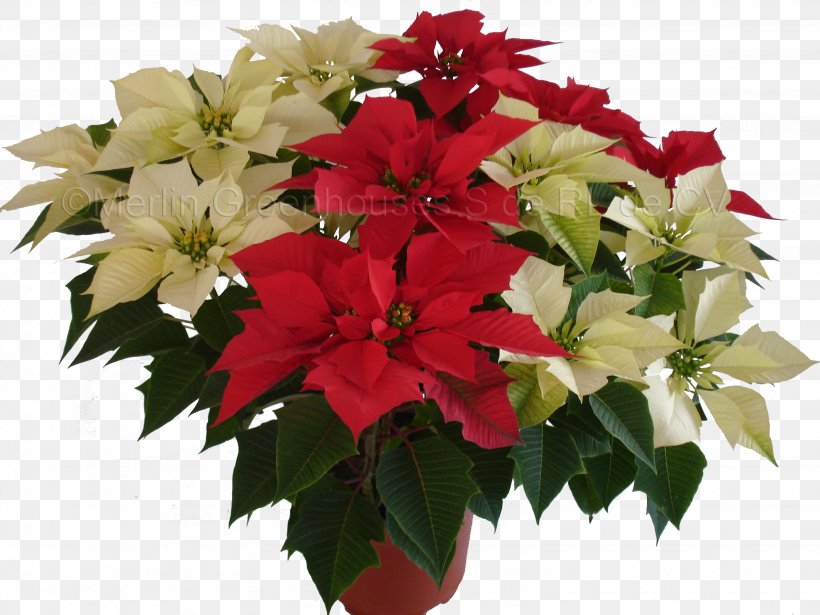 Cut Flowers Poinsettia Plant Floral Design, PNG, 3072x2304px, Flower, Annual Plant, Christmas, Christmas Eve, Cuetlaxochitl Download Free