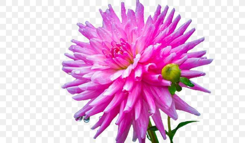 Dahlia Cut Flowers Zinnia Elegans Artificial Flower, PNG, 1024x600px, Dahlia, Annual Plant, Artificial Flower, Aster, Chrysanthemum Download Free