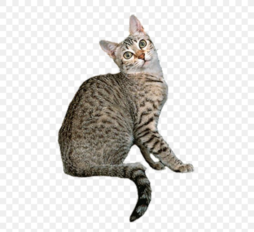 Egyptian Mau Tonkinese Cat Ocicat Bengal Cat Norwegian Forest Cat, PNG, 750x750px, Egyptian Mau, Abyssinian, American Wirehair, Asian, Bengal Download Free