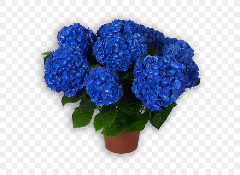 Hydrangea Cut Flowers Flowerpot Annual Plant, PNG, 600x600px, Hydrangea, Annual Plant, Blue, Cobalt Blue, Cornales Download Free