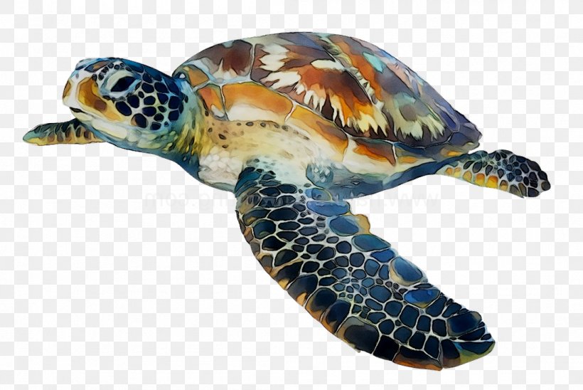 Loggerhead Sea Turtle Box Turtles Tortoise, PNG, 1099x735px, Loggerhead Sea Turtle, Animal, Animal Figure, Box Turtles, Fauna Download Free