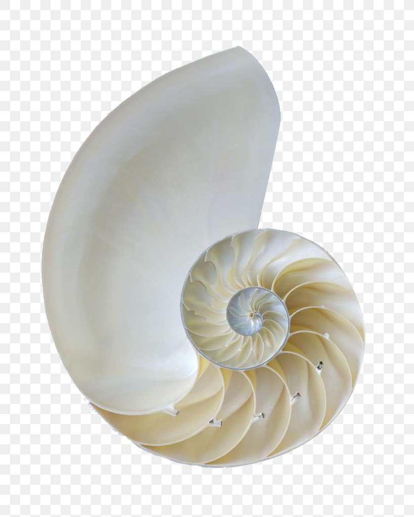Nautilidae Orthogastropoda Seashell Sea Snail, PNG, 681x1024px, Nautilidae, Beach, Conch, Gastropods, Invertebrate Download Free