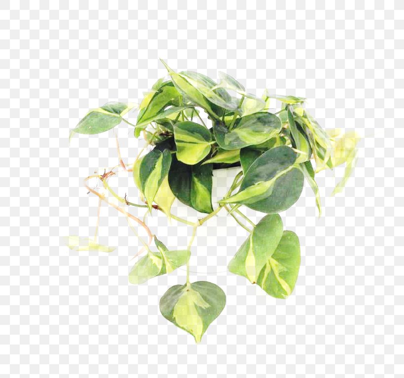 Philodendron Hederaceum Hidrokültür Leaf Variegation, PNG, 768x768px, Philodendron Hederaceum, Basil, Herb, Herbalism, Leaf Download Free