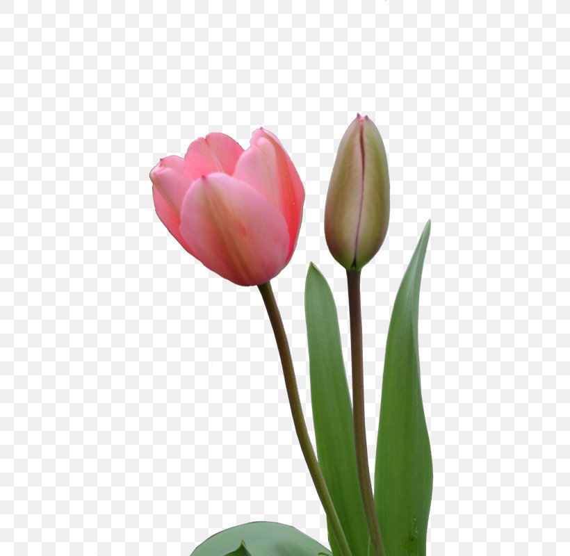 Indira Gandhi Memorial Tulip Garden Flower Clip Art, PNG, 533x800px, Indira Gandhi Memorial Tulip Garden, Bud, Cut Flowers, Flower, Flower Bouquet Download Free