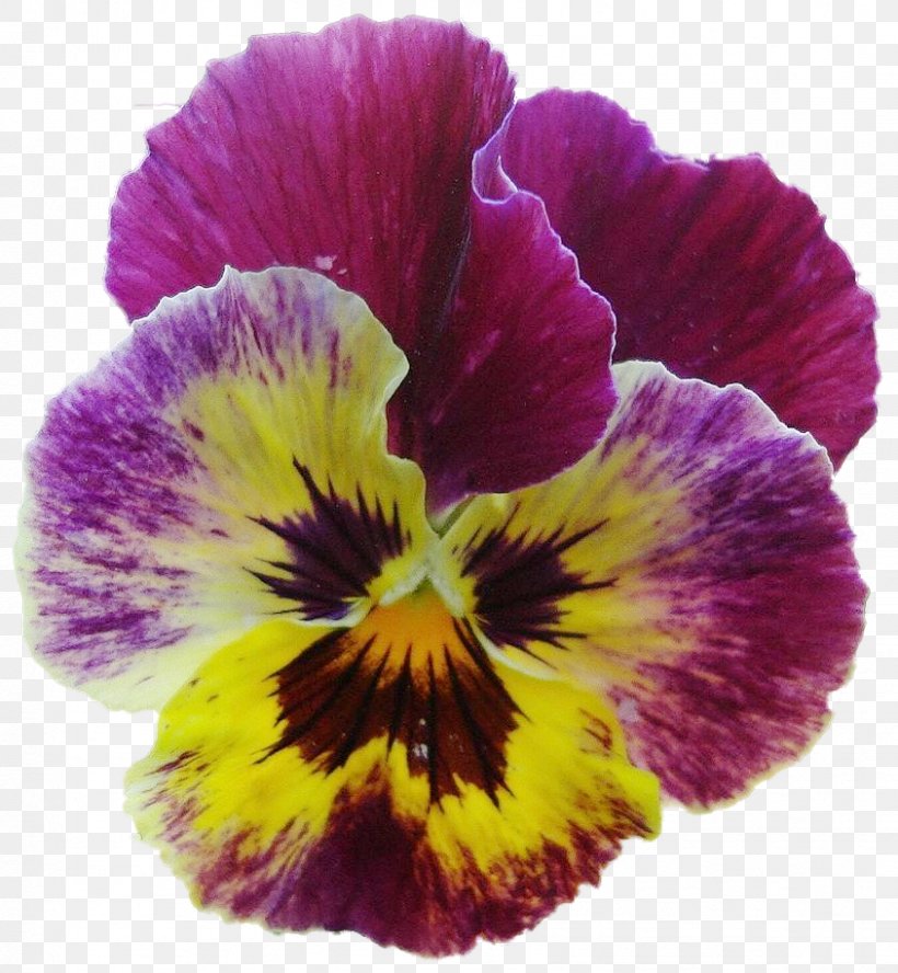 Pansy Violet Petal, PNG, 844x915px, Pansy, Flower, Flowering Plant, Magenta, Petal Download Free