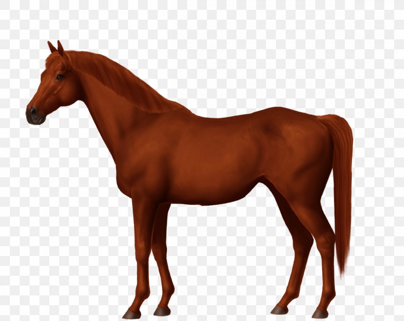 Pelajes Criollos Arabian Horse Pony Image, PNG, 1200x955px, Criollo, Arabian Horse, Bridle, Chestnut, Colt Download Free