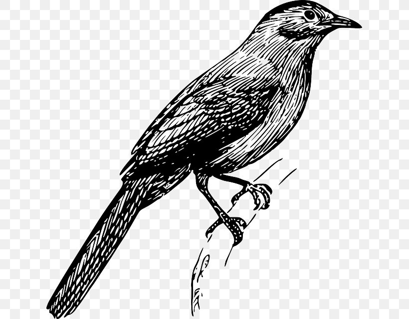 Bird Drawing Clip Art, PNG, 633x640px, Bird, American Crow, Beak, Bird Feeders, Black And White Download Free