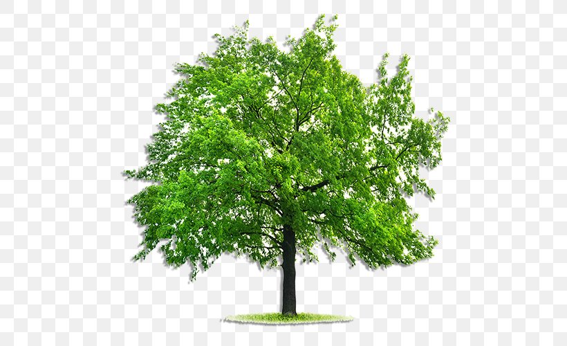 Emerald Ash Borer Tree Fraxinus Pennsylvanica Deciduous Stock Photography, PNG, 500x500px, Emerald Ash Borer, Ash, Birch, Branch, Deciduous Download Free