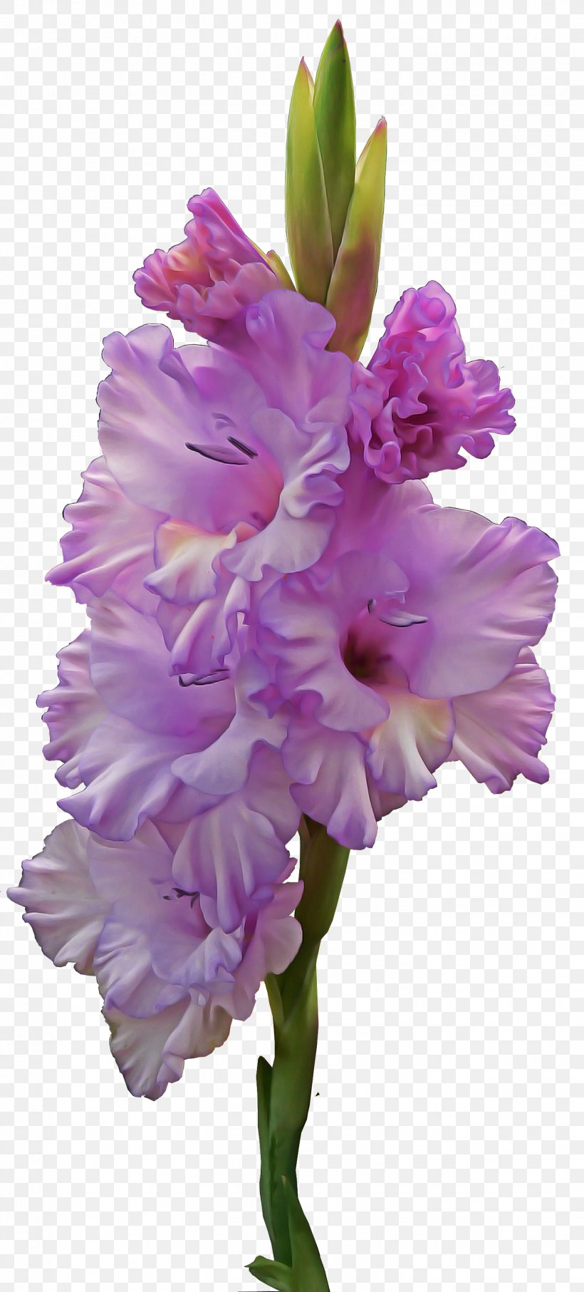 Flower Flowering Plant Pink Gladiolus Plant, PNG, 1452x3212px, Flower, Cut Flowers, Flowering Plant, Gladiolus, Hyacinth Download Free