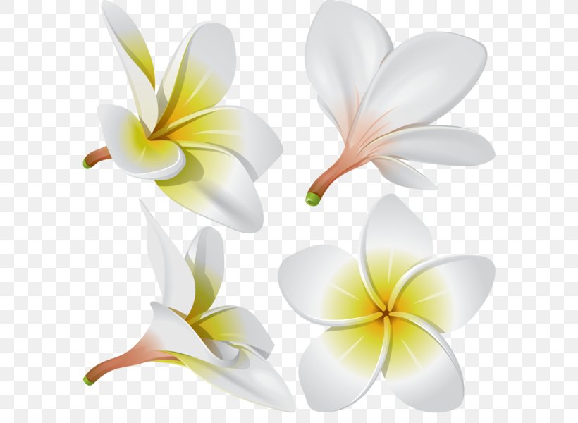 Frangipani Flower, PNG, 590x600px, Frangipani, Cut Flowers, Flora, Flower, Flowering Plant Download Free