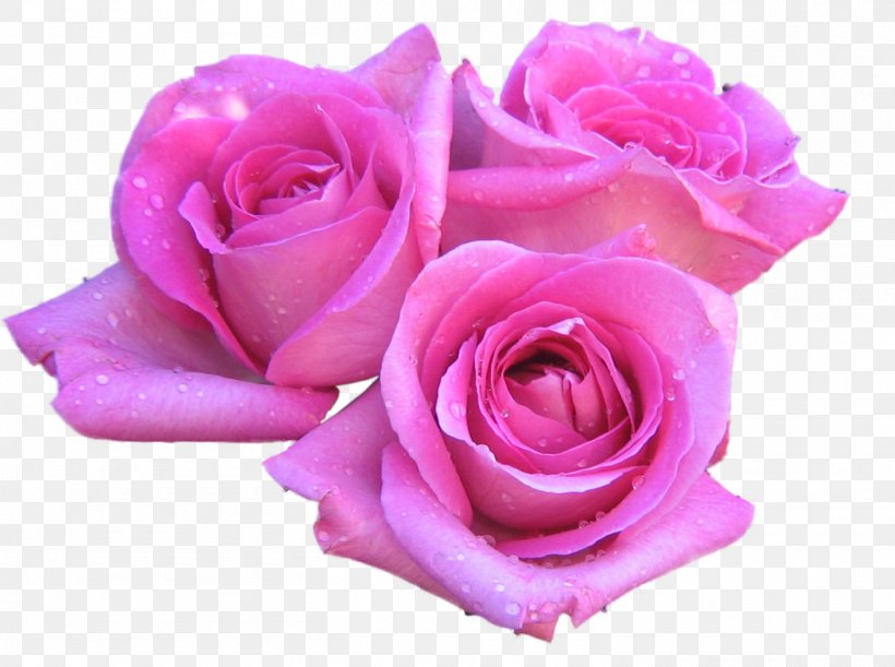 Rose Flower Pink 1080p High-definition Television, PNG, 1410x1052px, Rose, Color, Cut Flowers, Floribunda, Flower Download Free